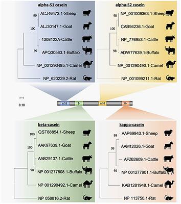 Phylogenetic comparative analysis: Chemical and biological features of caseins (alpha-S-1, alpha-S-2, beta- and kappa-) in domestic dairy animals